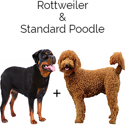 Rottle Dog